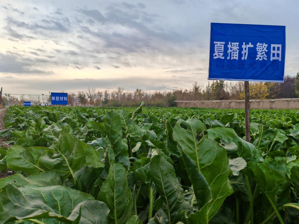 我國甜菜種子丸?；庸ぜ夹g取得重要突破