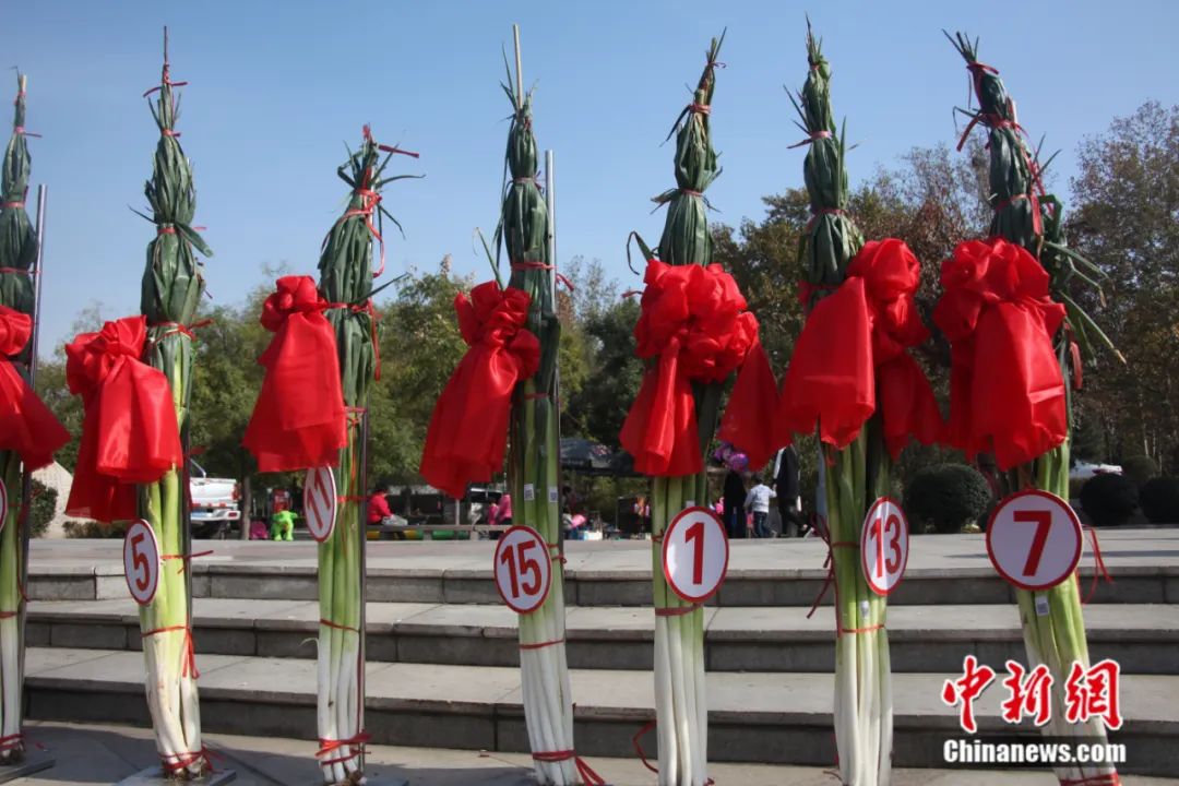 比姚明高一頭！這里的大蔥靠什么猛“長個”？(圖2)