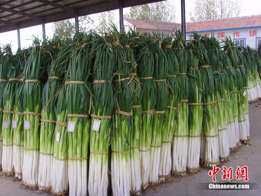 比姚明高一頭！這里的大蔥靠什么猛“長個”？(圖1)
