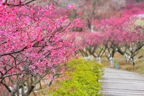 2024張家港香山梅花節(jié)門(mén)票多少錢(qián)