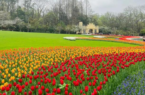 2024杭州太子灣公園郁金香開花時(shí)間