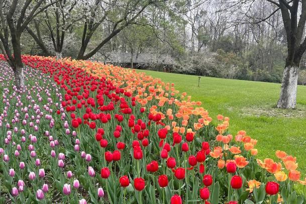 2024杭州太子灣公園郁金香開花時(shí)間