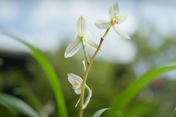 第31屆中國（維西）蘭花博覽會(huì)舉辦時(shí)間和舉辦地點(diǎn)