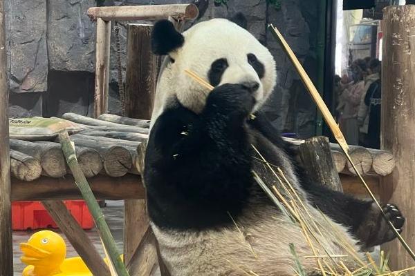 2024欒川竹海野生動(dòng)物園免費(fèi)開(kāi)放時(shí)間