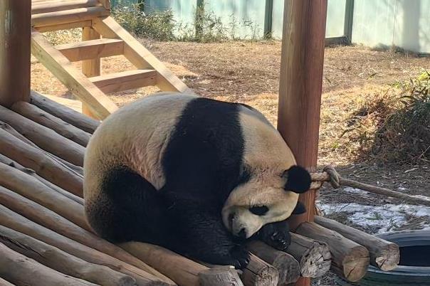 2024欒川竹海野生動(dòng)物園免費(fèi)開(kāi)放時(shí)間