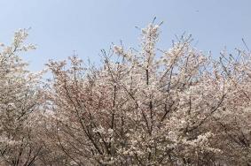 長沙櫻花什么時(shí)候開放 長沙賞櫻花的地方2024
