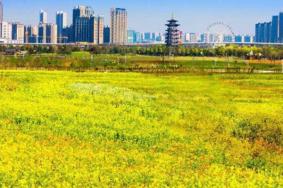 洋湖濕地公園油菜花怎么去 什么時(shí)候開花