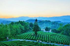 貴陽(yáng)采茶的地方在哪里