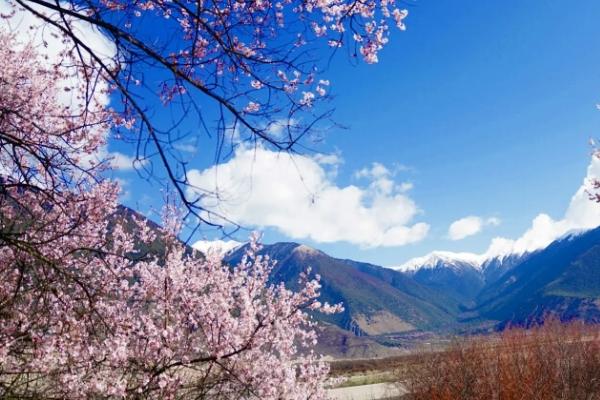 國內(nèi)春天賞花最佳地點