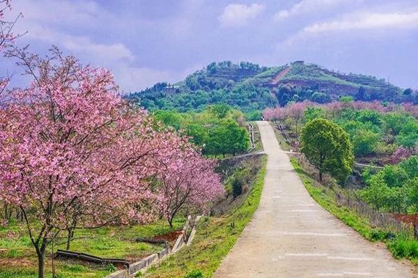 2024韶關(guān)櫻花公園門(mén)票優(yōu)惠政策