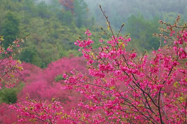 2024韶關(guān)櫻花公園門(mén)票優(yōu)惠政策