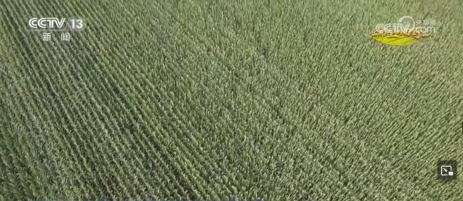 糧食主產區迎豐收 規模化經營 為好技術找到用武之地