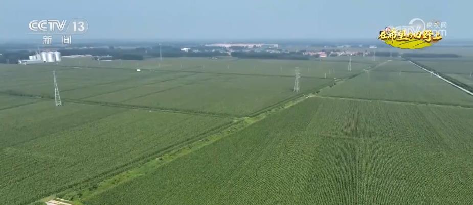 “濟麥”“齊黃”“登海”等優質品種多次刷新全國高產紀錄